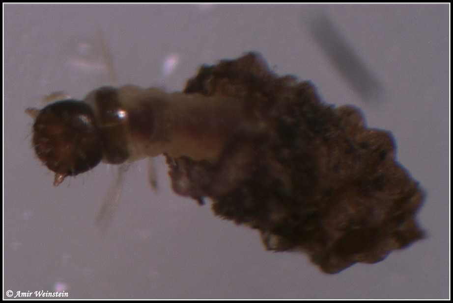 Unidietified larva form Israel - Chrysomelidae Clytrinae